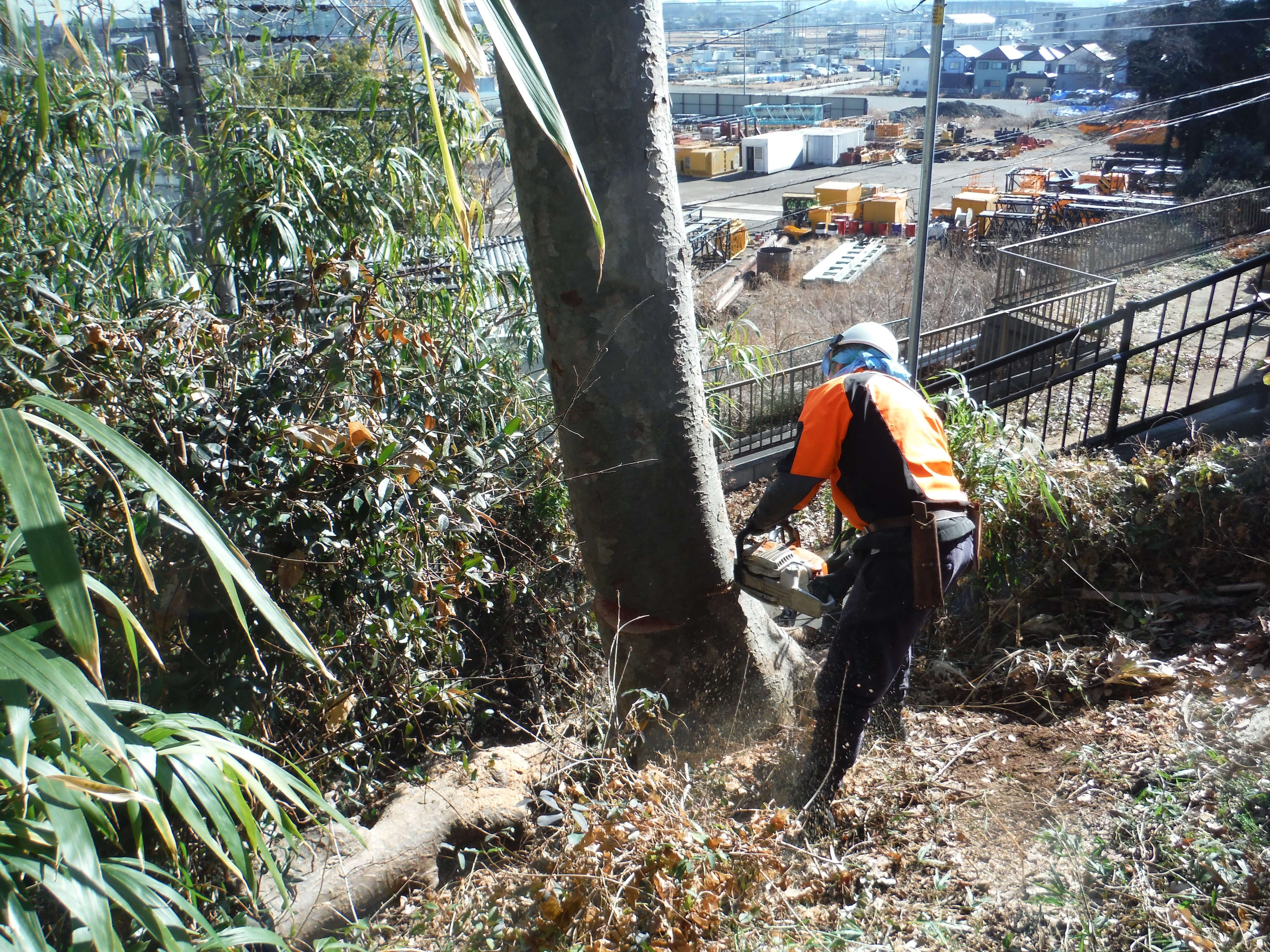 通常伐採の様子
