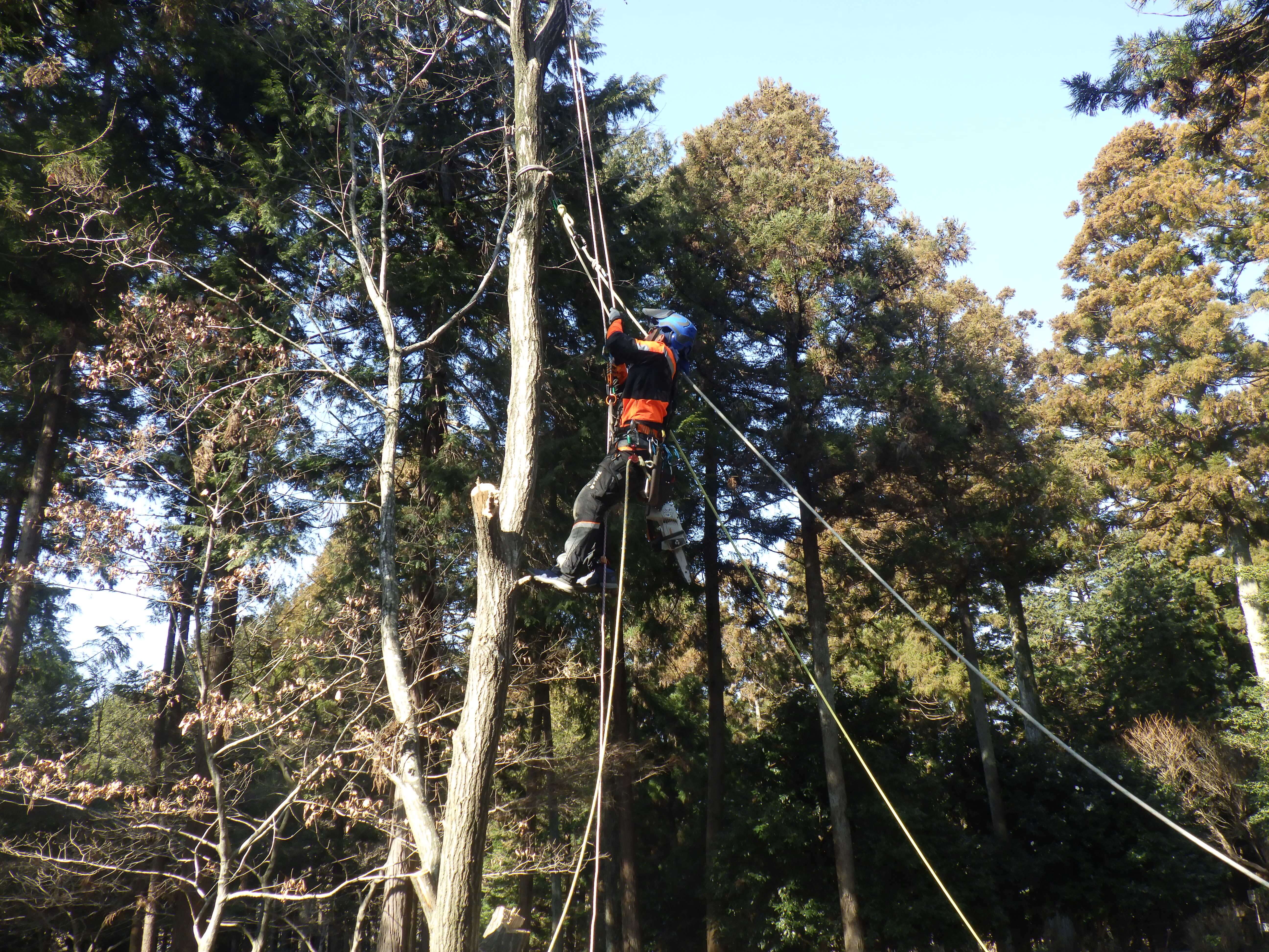 特殊伐採の様子