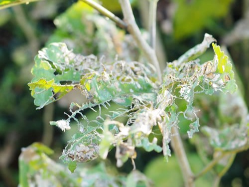 病害虫駆除の様子