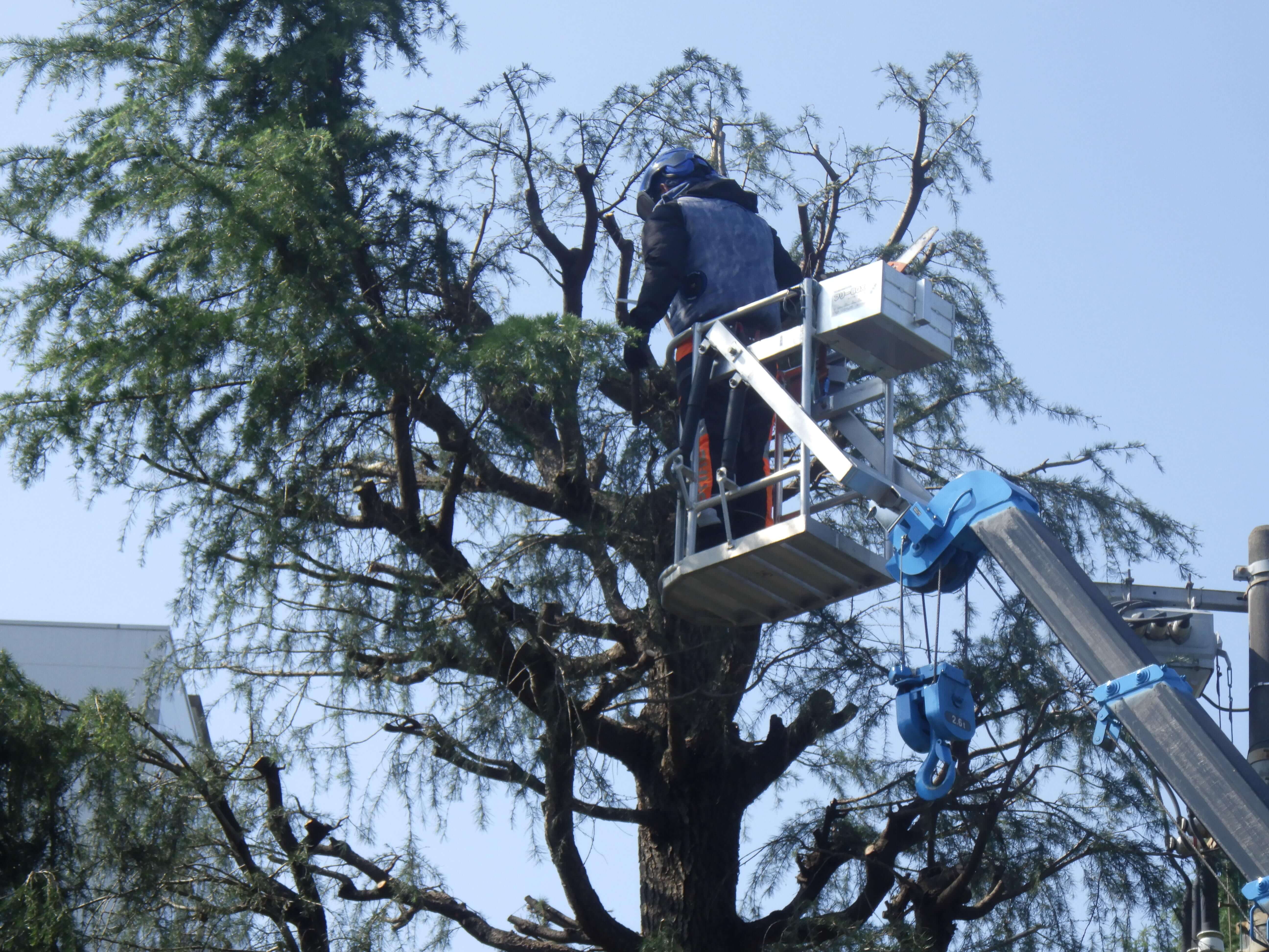 高木剪定の様子