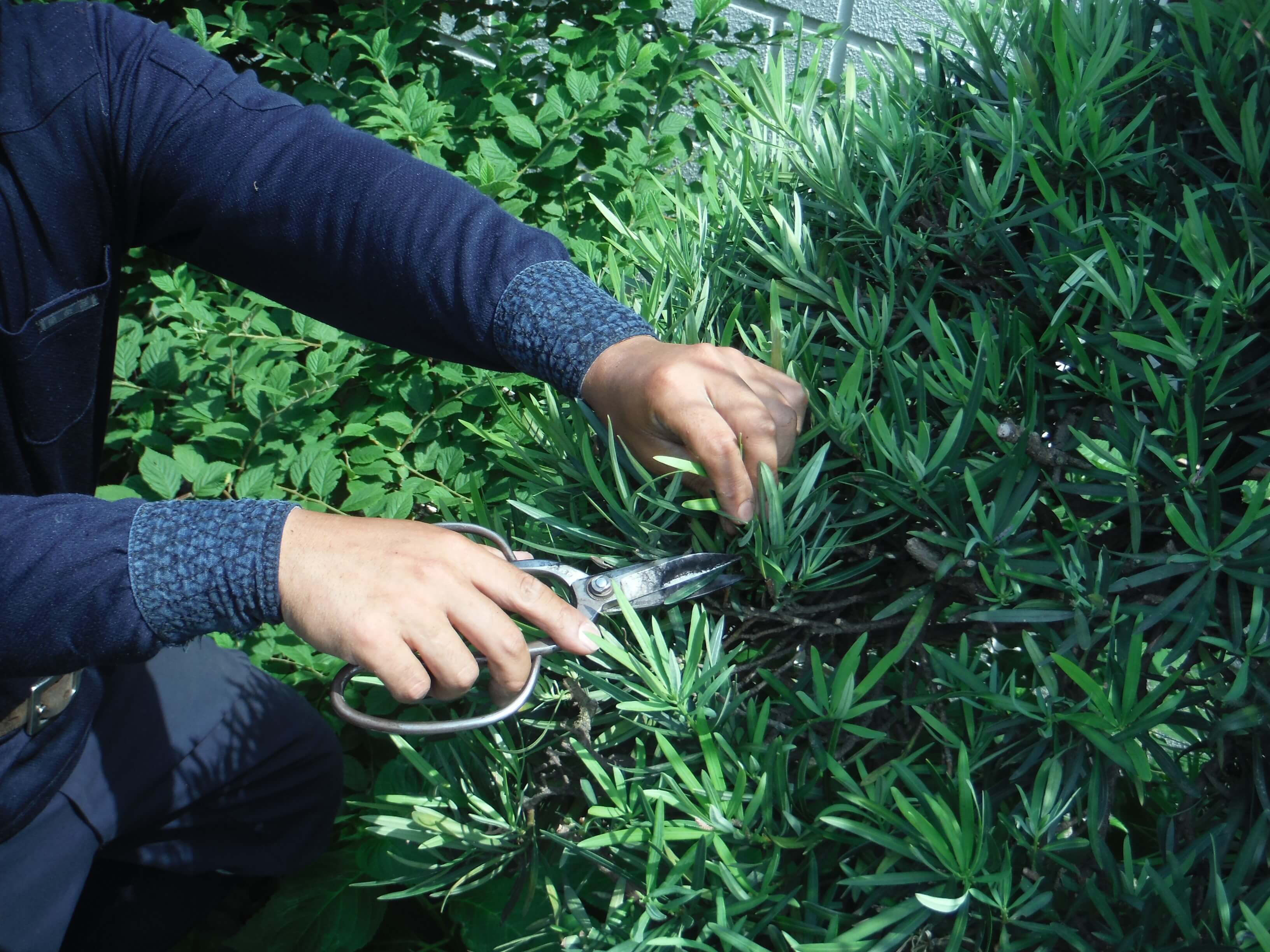 生垣・低木の剪定の様子